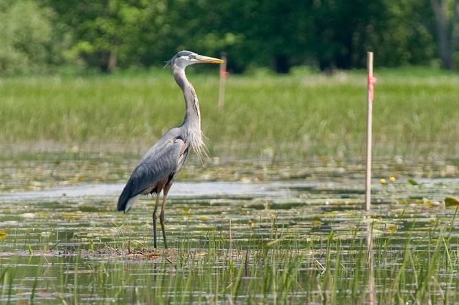 Great Blue Heron standing in a marsh