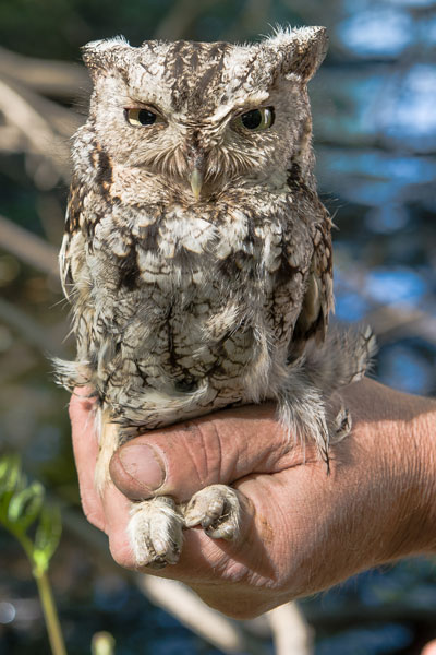 Adult Eastern Screech Owl held in a man's hand