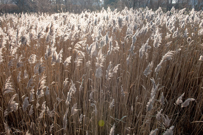 Stand of European common reeds in the fall