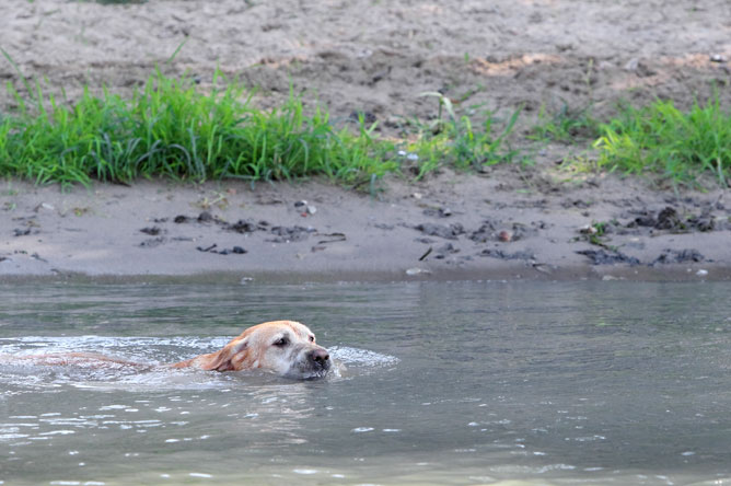 Yellow Labrador Retriever swimming in a channel.