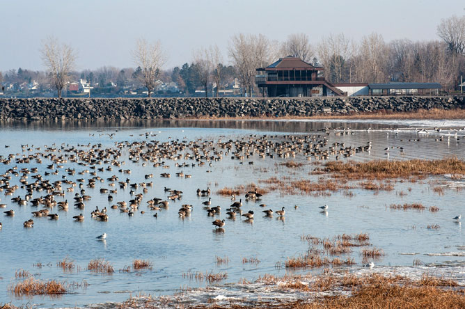 Several Canada geese wading in the bay in front of the Sorel Nautical Park.