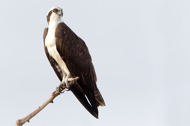 Osprey perched on a branch.