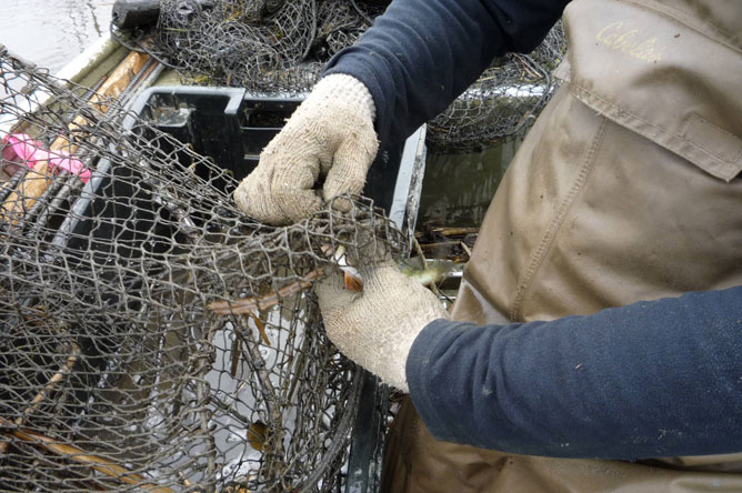 A fisherman removes a Yellow Perch from a hoop net.