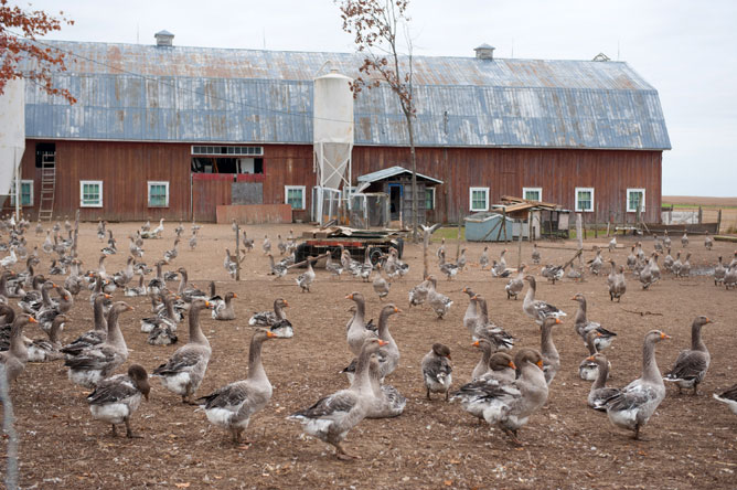 Des milliers d'Oies cendrées devant une grange