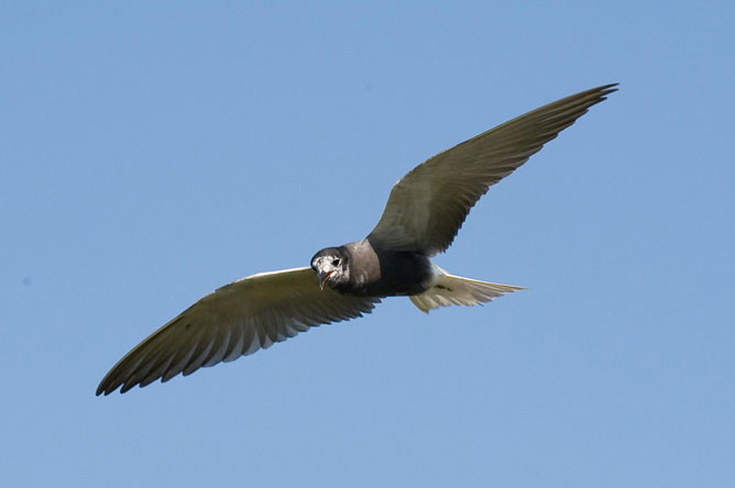 Guifette noire adulte en vol sur un ciel bleu