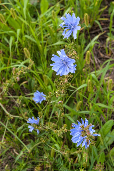 Vue rapprochée de cinq  fleurs bleues de chicorée sauvage entourées d'herbe