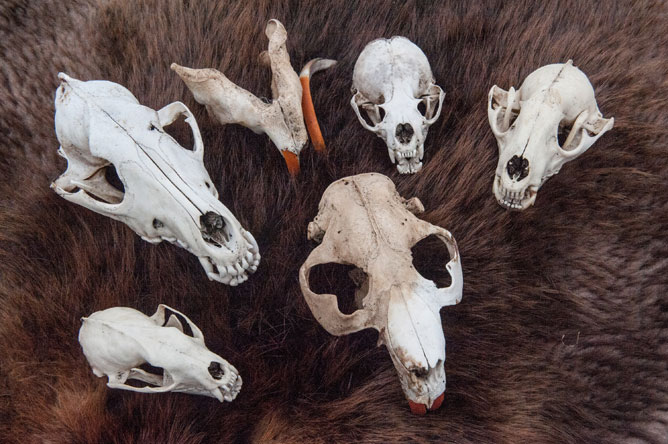 Crânes de différentes espèces d'animaux déposés sur une fourrure de castor