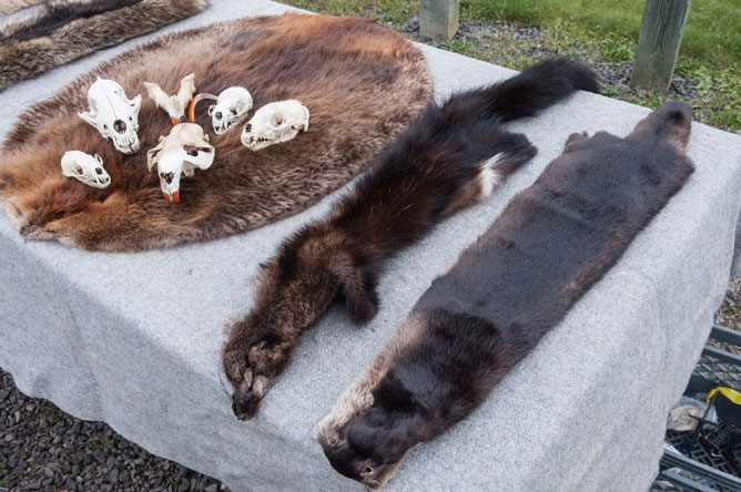 Pelts and skulls displayed on a table.