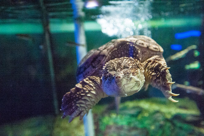 Air bubbles rise from a Snapping Turtle as it dives under the water after taking a breath at the surface