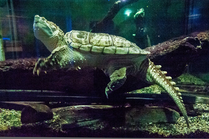 Vue de profil d'une tortue serpentine qui permet de voir sa longue queue portant une ligne d'écailles triangulaires.