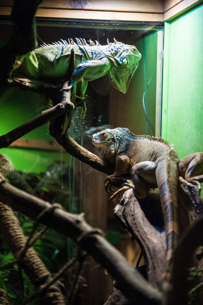 Deux iguanes se tenant sur une branche dans un vivarium.
