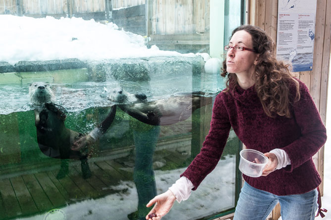 Museum guide Caroline Labarre feeding two otters.