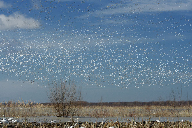Large flock of Greater Snow Geese flying over the flooded fields of Baie-du-Febvre in spring.