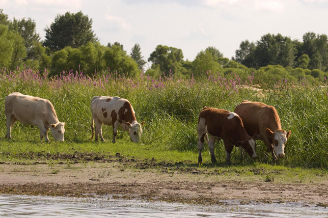 Some cows and a calf graze on an island.