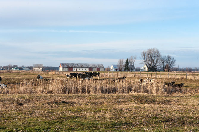  Vaches dans un champ devant une ferme de l'Île Saint-Ignace