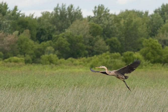 Great Blue Heron taking off from the bay of Île de Grâce.