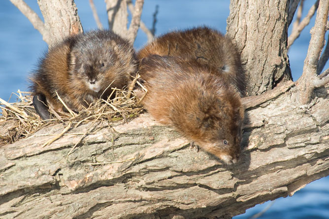 Deux rats musqués sur un arbre dans la Baie de Lavallière