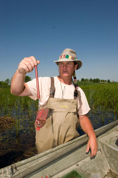 Un homme pesant un oisillon de Guifette noire dans un filet
