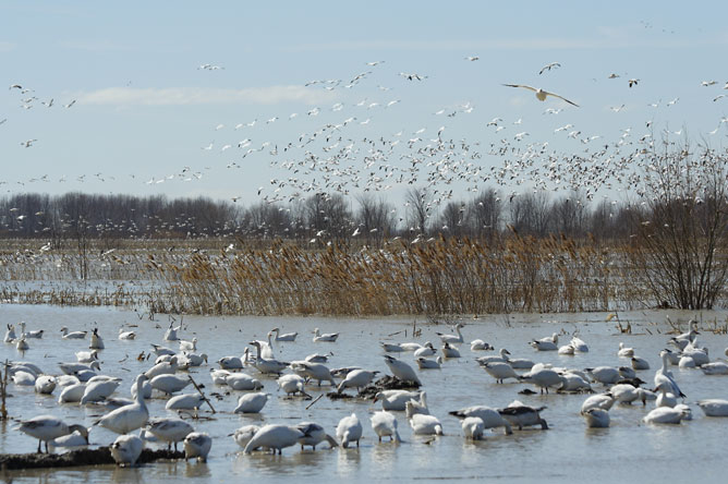 Hundreds of Snow Geese rest on the floodplain of Baie-du-Febvre in spring.