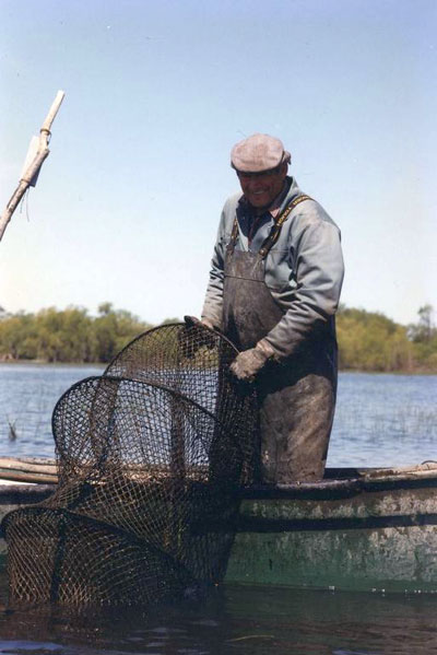 A commercial fisherman standing in his boat hauls a hoop net out of the water.