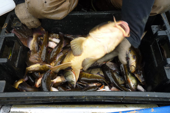 Bac rempli de différentes espèces de poissons pêchés